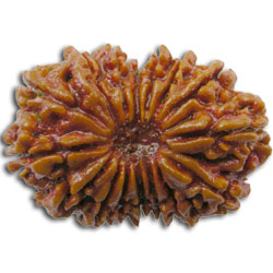 16 Mukhi