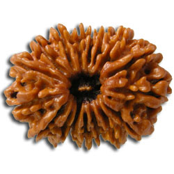 17 Mukhi