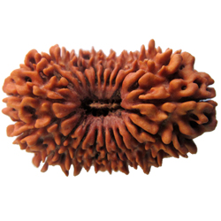 20 Mukhi